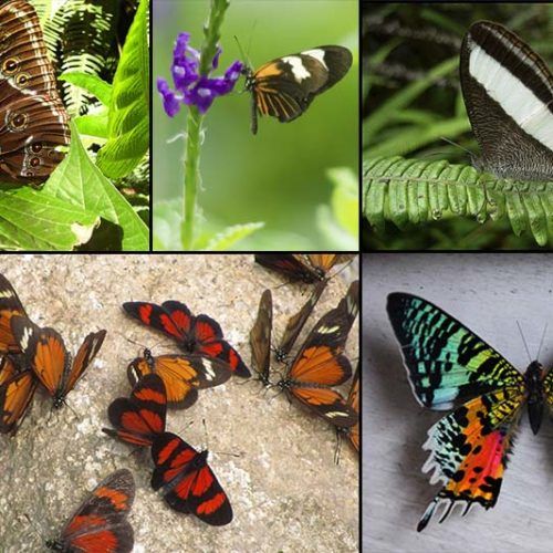 Las Mariposas en Machu Picchu